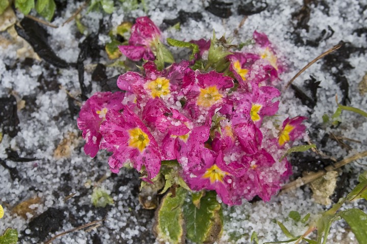 Nova zahrada vyhody snehu a mrazu v zahrade 